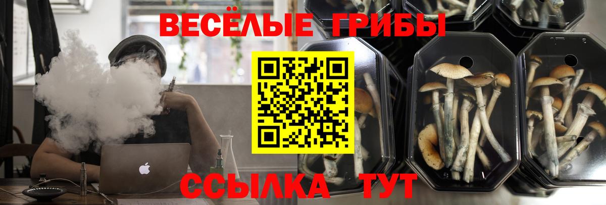 Галлюциногенные грибы Psilocybine cubensis Азнакаево